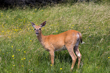 Cute white-tailed doe standing in wildflowers with mouth open and tongue hanging out staring with startled look in Port-Menier, Anticosti, Quebec, Canada