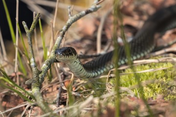 grass snake
