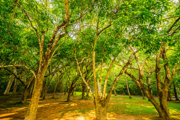 The green color of nature in the national park area.8