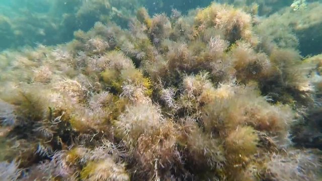man diver engaged in snorkeling in a mask and swims on the bottom of the sea