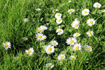 Daisies growing with grass on a lawn