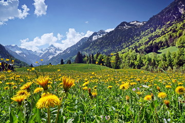 Blumenwiese und Berge in den Alpen
