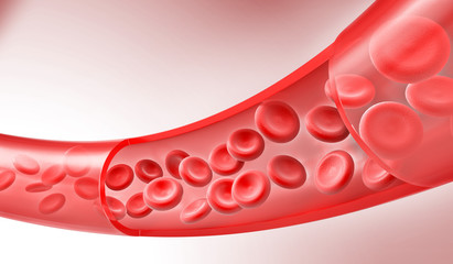 Red Blood cells flow through veins, Human body system, 3d rendering.