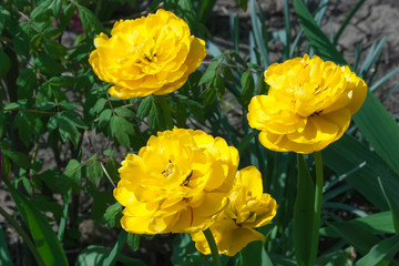 Bright yellow tulips on a flower bed .
