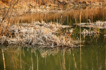Dry marsh plants on the shore of the lake. Reflections of trees in the water