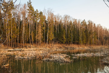 Fototapeta na wymiar Forest lake at sunset. Spring nature. Landscape with trees and pond