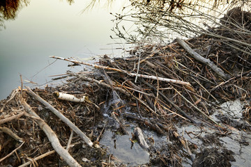 Beaver dam from branches, logs and mud. Beaver impoundment on forest river