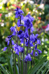 Spanish Bluebell or Hyacinthoides hispanica in a garden