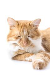 Red cat lisolated on white background. Ginger cat sleeping on soft white blanket, cozy home and relax concept, cute red or ginger little cat.