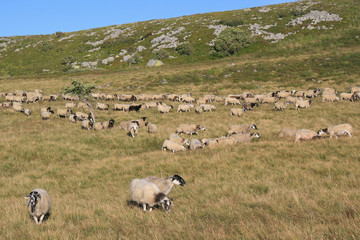Obraz premium Sheeps (Auvergne - France)