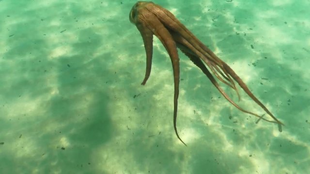 Underwater video of octopus in tropical turquoise sandy beach with turquoise clear sea