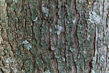 Corteccia