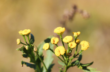 Tansy flower close-up with bokeh effect. Autumn sadness
