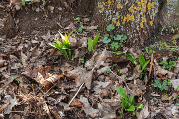 Bärlauch wächst im Garten