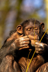 Obraz premium Zoo Aalborg