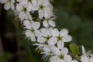 Apfelblüten