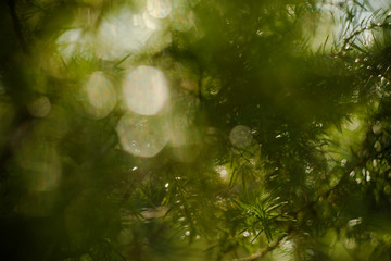 Nature blurred bokeh background. Defocus summer day. Springtime concept