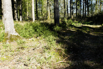 frische Tannen stehn im Wald, kleine Bäume