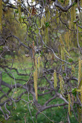 Corylus avellana contorta