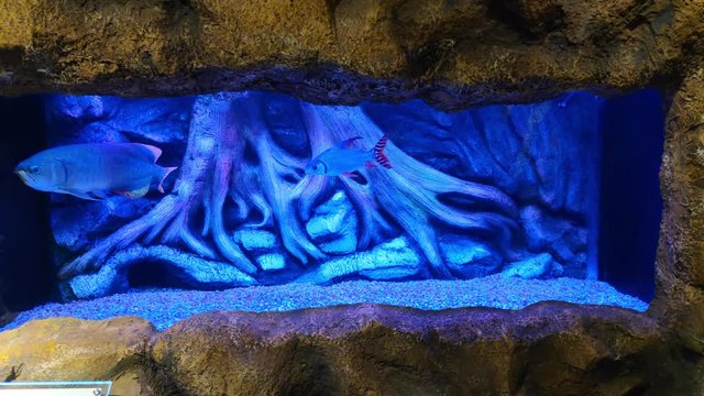 4K video view of arowana fish swimming in a aquarium with blue light