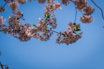 空と桜と