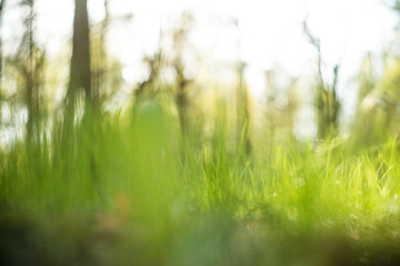 Nature blurred bokeh background. Defocus summer day. Springtime concept