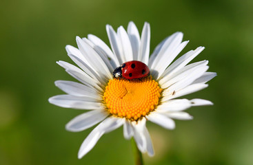 Obraz premium Ladybird on a beautiful daisy flower on a green meadow