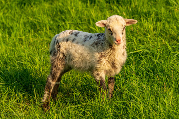 Obraz premium Curious lamb on a meadow looking into the camera