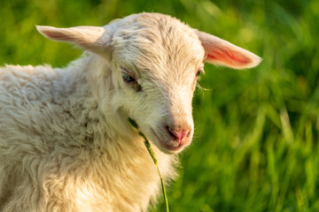Fototapeta premium A lamb on a meadow