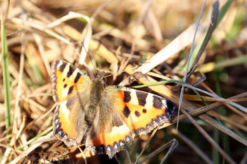 Obraz premium Aglais urticae, Nymphalis urticae. Macro. Butterfly on the bare stems of the grasses and late flowers