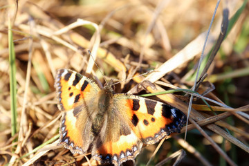 Aglais urticae, Nymphalis urticae. Macro. Butterfly on the bare stems of the grasses and late flowers