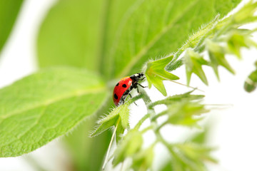 Ladybug on green leaves of plants