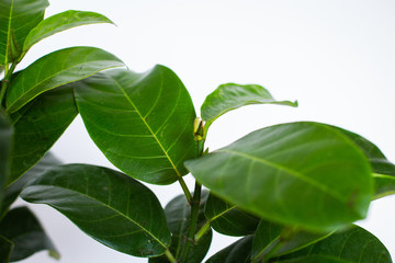 Jackfruit leaf (Artocarpus heterophyllus).