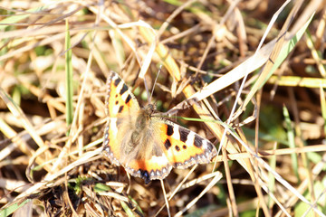 Aglais urticae, Nymphalis urticae. Macro. Butterfly on the bare stems of the grasses and late flowers