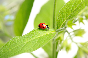 Ladybug on green leaves of plants