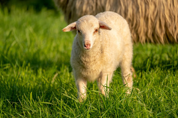 Naklejka na ściany i meble Curious lamb on a meadow looking into the camera