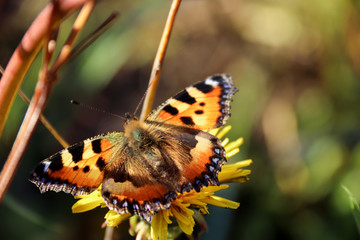 Aglais urticae, Nymphalis urticae. Macro. Butterfly on the bare stems of the grasses and late flowers