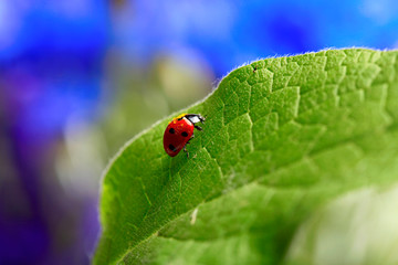 Lady bug on green leave of plant