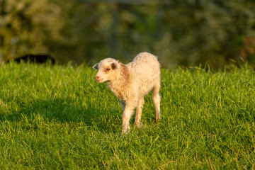 Naklejka premium A lamb on a meadow