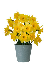 Spring daffodils in pot. Houseplant.