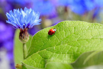 Fototapeta premium Ladybug creeps on a green leaf on a beautiful blue floral background