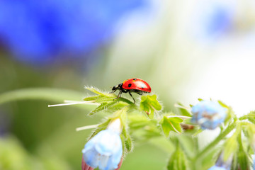 Ladybug on green leaves of plants