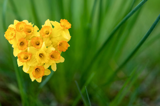 Daffodils shaped as heart among the grass