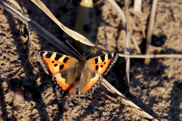 Aglais urticae, Nymphalis urticae. Macro. Butterfly on the bare stems of the grasses and late flowers