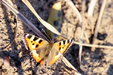 Aglais urticae, Nymphalis urticae. Macro. Butterfly on the bare stems of the grasses and late flowers