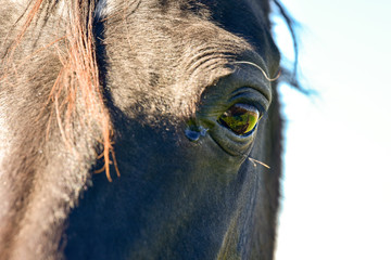 Eye of a horse close up. A horse is looking at the camera. Head of a bay horse close up. Shelter for horses. 