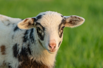 Obraz premium Curious lamb on a meadow looking into the camera