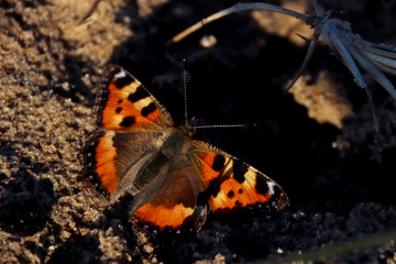 Aglais urticae, Nymphalis urticae. Macro. Butterfly on the bare stems of the grasses and late flowers