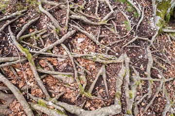 beech roots emerging from the ground