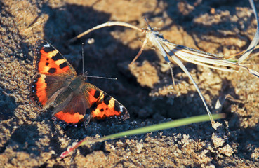 Aglais urticae, Nymphalis urticae. Macro. Butterfly on the bare stems of the grasses and late flowers